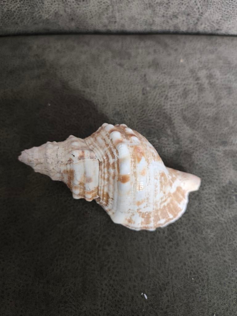 Bijzondere Schelp, Ophalen of Verzenden, Gebruikt, Overige soorten, Overige typen