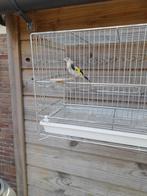Parva putter 2025, Dieren en Toebehoren, Vogels | Overige Vogels, Geslacht onbekend, Wildzangvogel, Geringd