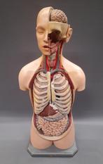 Oud Anatomisch model somso torso, Antiek en Kunst, Ophalen of Verzenden
