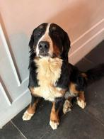 Berner senner, Rabiës (hondsdolheid), 1 tot 2 jaar, Teef, Eén hond