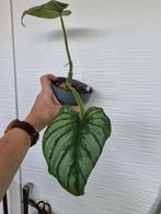 philodendron mamei plantje, Huis en Inrichting, Kamerplanten, Ophalen of Verzenden, Overige soorten, Minder dan 100 cm