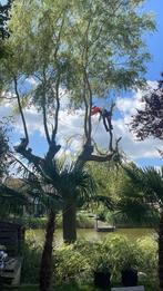 Snoeien en Kappen  met goed gevoel, Diensten en Vakmensen, Tuinmannen en Stratenmakers, Tuinonderhoud of Snoeiwerk