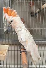 Hybride pop Inca x Ducorps kakatoe met DNA en getest op alle, Dieren en Toebehoren, Vrouwelijk, Papegaai, Geringd