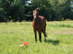 Paard ruin, Dieren en Toebehoren, Paarden, Ruin, Gechipt, Zadelmak, 170 tot 175 cm