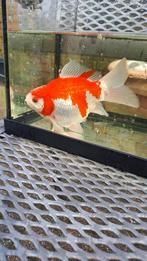 Tamasaba goudvis, Goudvis(sen)