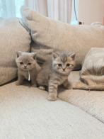 Laatste 2 Britse Korthaar kittens, Dieren en Toebehoren, Kater, Ontwormd, 0 tot 2 jaar