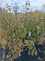 Callicarpa bodinieri profusion, paarse bessen €26,95, Ophalen of Verzenden, Overige soorten, Minder dan 100 cm