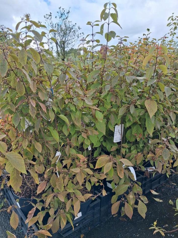 Callicarpa bodinieri profusion, paarse bessen €26,95, Tuin en Terras, Planten | Struiken en Hagen, Overige soorten, Minder dan 100 cm