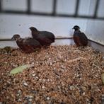 7 chinese dwergkwartels haantje, Dieren en Toebehoren, Vogels | Overige Vogels, Mannelijk, Tropenvogel