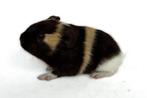 Lief choco-creme-wit gladhaar beertje, Dieren en Toebehoren, Cavia, Mannelijk, Juli, Tam