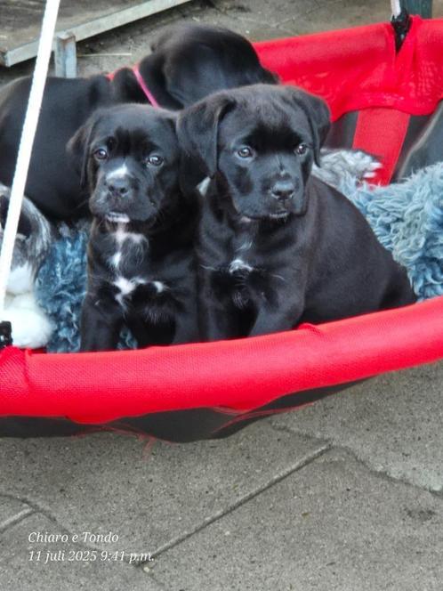 Cane Corso pups met stamboom, Dieren en Toebehoren, Honden | Bulldogs, Pinschers en Molossers, Meerdere dieren, Overige rassen