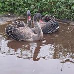 2 zwarte Zwanen, Dieren en Toebehoren, Pluimvee, Meerdere dieren, Gans of Zwaan