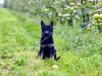 raszuivere duitse herder reu pup, 8 tot 15 weken, Meerdere, Meerdere dieren, Herder