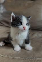 Super lieve en sociale kittens te koop, Dieren en Toebehoren, Meerdere dieren, Ontwormd, 0 tot 2 jaar
