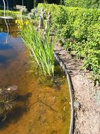 zuurstofplanten, vijverplanten, Tuin en Terras, Vijvers, Ophalen, Nieuw