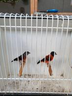 Kapoetsensijzen, Dieren en Toebehoren, Vogels | Overige Vogels, Meerdere dieren, Wildzangvogel, Geringd