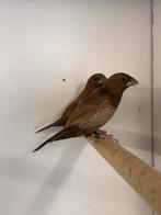 Div volière vogels te koop, Dieren en Toebehoren, Vogels | Overige Vogels, Meerdere dieren