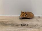Baby goudhamsters, Dieren en Toebehoren, Knaagdieren, Hamster, Januari, Meerdere dieren, Tam