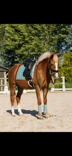 Super knappe new forest ruin, Ruin