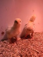 Kuikens, Dieren en Toebehoren, Pluimvee