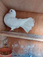 Te koop 3 boeren pauwstaarten ophalen vriezenveen