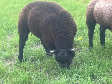 3 zwarte stamboek texelaar ramlammeren zwoegervrij ARR/ARR beschikbaar voor biedingen