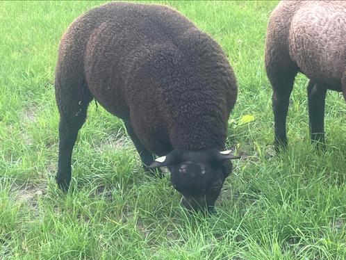 3 zwarte stamboek texelaar ramlammeren zwoegervrij ARR/ARR, Dieren en Toebehoren, Schapen, Geiten en Varkens, Schaap, Mannelijk