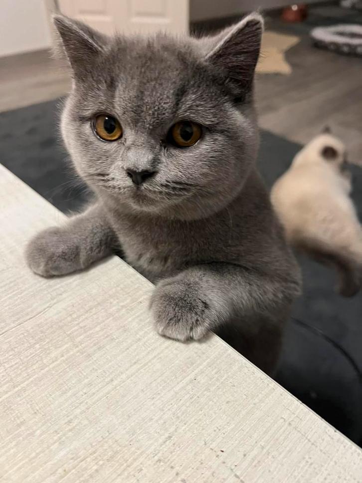 Britse korthaar poes, Dieren en Toebehoren, Katten en Kittens | Raskatten | Korthaar, Kater, 0 tot 2 jaar