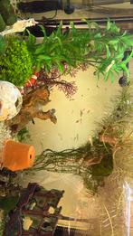 Kleine guppy's, Dieren en Toebehoren, Vissen | Aquariumvissen, Vis