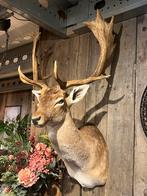 Damhert hert opgezet preparaat taxidermie, Verzamelen, Dierenverzamelingen, Ophalen, Zo goed als nieuw, Hert, Gewei of Kop