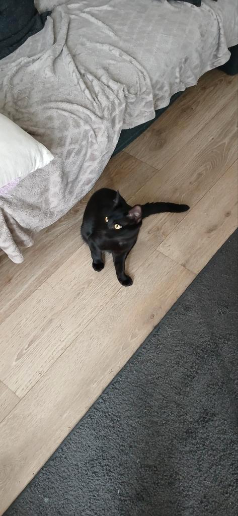 Goed tehuis gezocht voor BOB, Dieren en Toebehoren, Katten en Kittens | Overige Katten, Kortharig, Kater, 0 tot 2 jaar