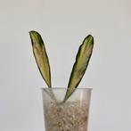 Gewortelde kamerplant stek - Hoya Wayetti Tricolor, Ophalen of Verzenden, Overige soorten, Minder dan 100 cm
