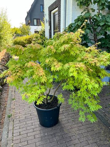 Grote japanse esdorn/acer. Ca.150 cm beschikbaar voor biedingen
