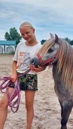 Super leuk Shetlander ruintje 0.95, Dieren en Toebehoren, Pony's, Ruin, A pony (tot 1.17m), 3 tot 6 jaar, Recreatiepony