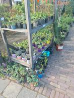 Biologisch gekweekte vaste planten etc, Ophalen, Zomer, Overige soorten, Volle zon
