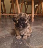 Boomer pups, Dieren en Toebehoren, Overige rassen, 8 tot 15 weken, Meerdere, Meerdere dieren