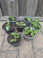 Aardbeiplant stekjes winterhard, Ophalen