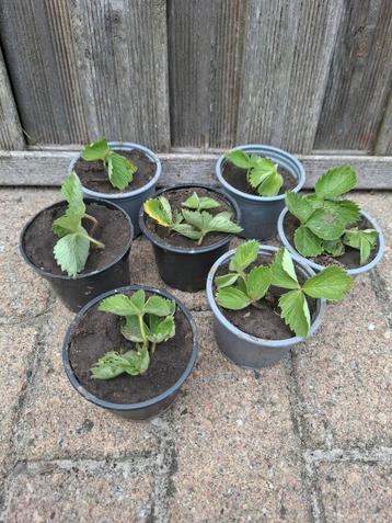 Aardbeiplant stekjes winterhard beschikbaar voor biedingen
