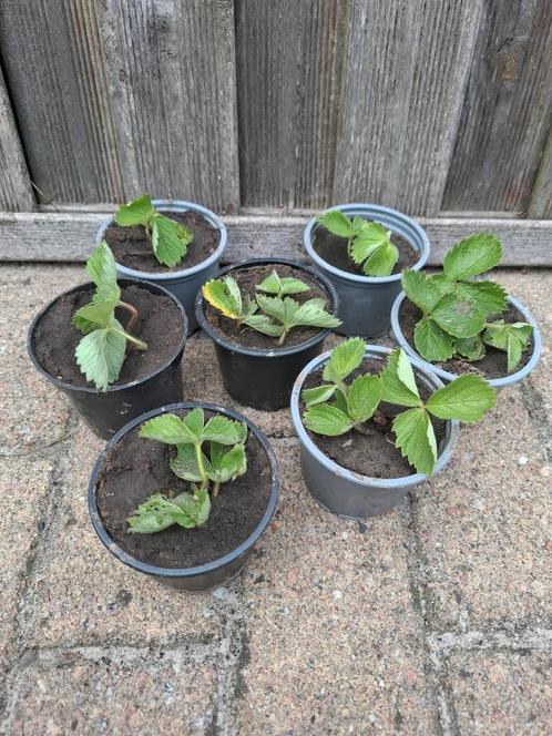 Aardbeiplant stekjes winterhard, Tuin en Terras, Planten | Fruitbomen, Ophalen