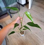 Monstera Burle Marx Flame, Ophalen of Verzenden, Halfschaduw, Minder dan 100 cm