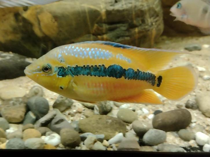 Midden Amerikaanse Cichliden: Trichromis Salvini “Rio Candel, Dieren en Toebehoren, Vissen | Aquariumvissen, Zoetwatervis, Vis