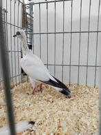 Wener Mid. Sn. Tuimelaar Licht Ooievaar, Dieren en Toebehoren, Geslacht onbekend, Tuimelaar of Roller