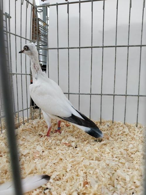 Wener Mid. Sn. Tuimelaar Licht Ooievaar, Dieren en Toebehoren, Vogels | Duiven, Tuimelaar of Roller, Geslacht onbekend