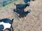Dwergbokjes  minibokjes van 2025, Dieren en Toebehoren, Schapen, Geiten en Varkens, Mannelijk, Schaap