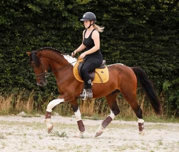 Zeer stoere, super brave bonte barock pinto look a like! beschikbaar voor biedingen