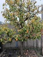 Perenboom conference, Tuin en Terras, Ophalen, Volle zon, Overige soorten