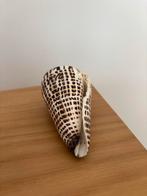 Zeldzame Letterkegel Schelp - Conus litteratus, Ophalen of Verzenden, Zo goed als nieuw