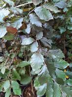 HAAG Fagus sylvatica 'Atropunicea' Bruine beuk Rode beuk € 2, Ophalen of Verzenden, Lente, Vaste plant, Halfschaduw