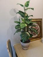 90 cm hoge kunstplant in vintage bloempot foto 1 t/m 6, Belle Vieille Brocante, Ophalen of Verzenden, Zo goed als nieuw, Jolandamonsieurs@gmail.com