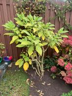 Grote trompetplant wit brugmansia, Tuin en Terras, Ophalen, Overige soorten, Volle zon